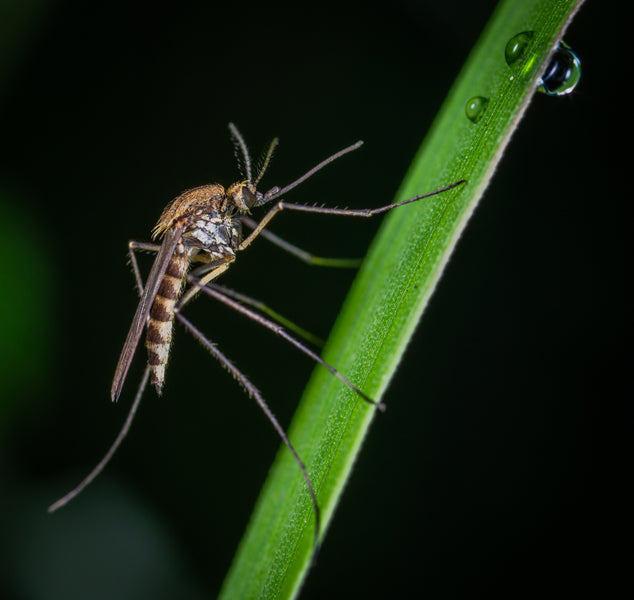 Cómo usar el aceite de CBD contra las picaduras de mosquito