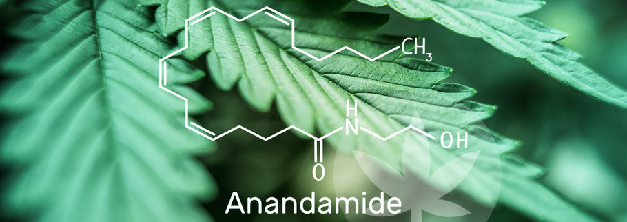 Anandamida, uno de nuestros endocanabinoides